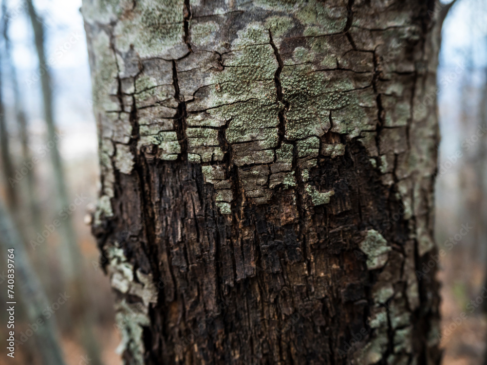 Fototapeta premium imagen detalle de un árbol con parte de la corteza caída