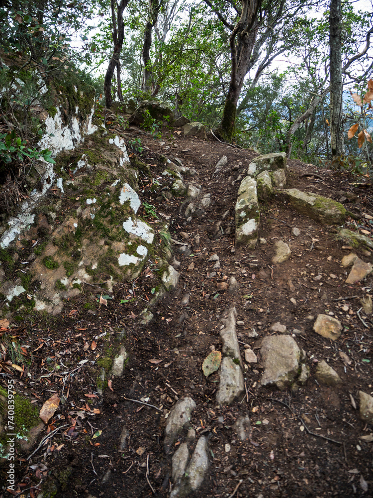 Obraz premium imagen de un bosque, con tierra, piedras musgo y hojas secas