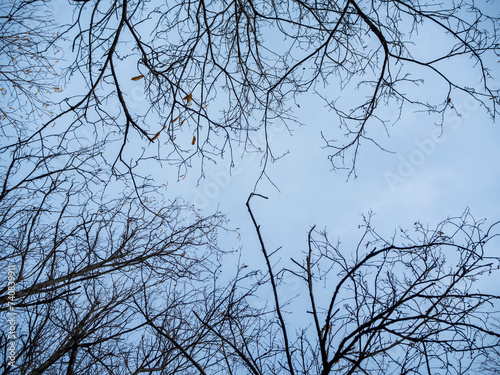 imagen del cielo azul con algunas ramas secas en el aire