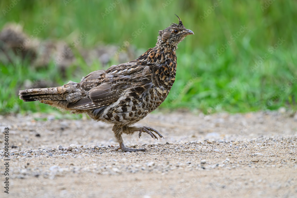 A Ruffed Grouse in the Wyoming Mountains