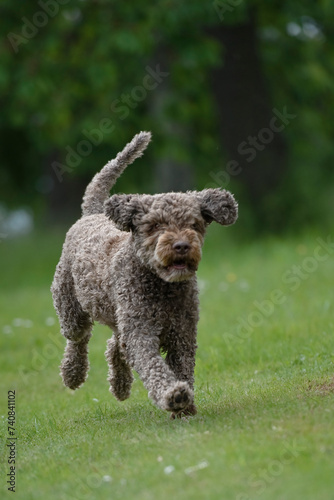 Lagotto Romagnolo rennt durch den Garten photo