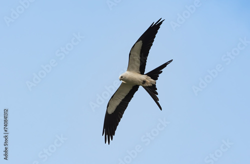 Swallow-tailed Kite in Flight photo