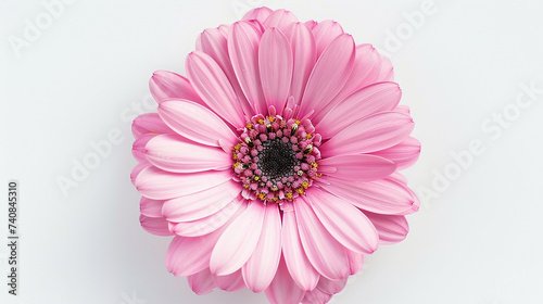 Vista superior linda flor rosa photo