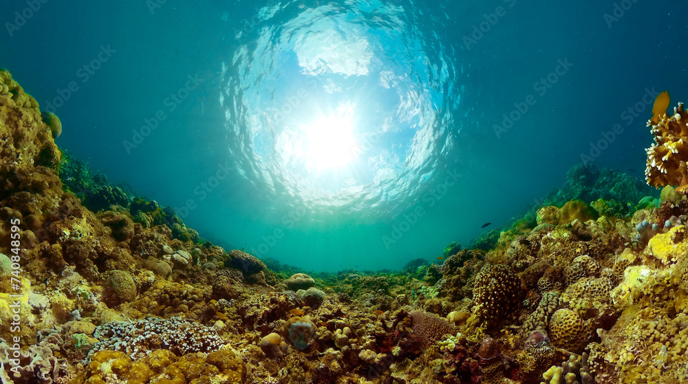 Reef and beautiful fish. Underwater life in the ocean. Coral garden underwater.