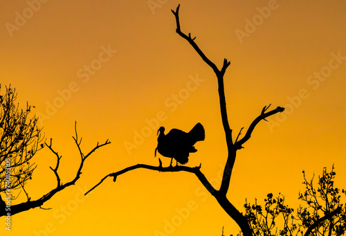 A Wild Turkey Silhouette at Sunrise photo