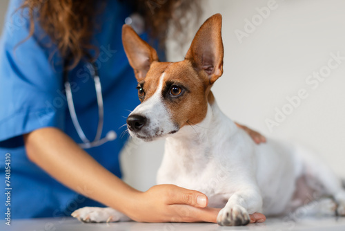 Concerned dog with vet's comforting hand in clinic © Prostock-studio