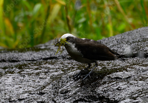 An Adorable White-capped Dipper Gathering Nesting MAterials near an Ecuadorian Stream