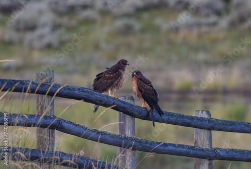 Female Northern Harriers on a Fence photo