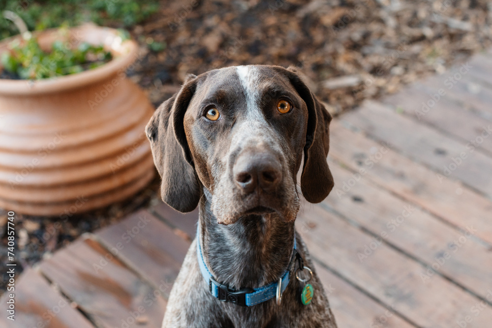 Close-up of a German Shorthaired Pointer purebred dog looking at the camera Close-up of a German Shorthaired Pointer purebred dog looking at the camera