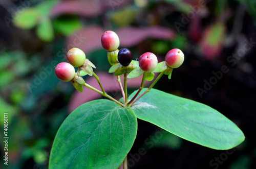 Leaves and fruits of the sh...