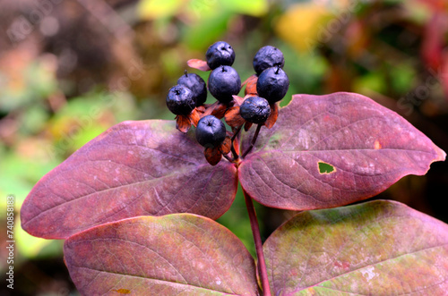 Leaves and fruits of the sh...
