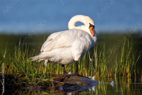 Bild auf Leinwand Mute swan on a rock