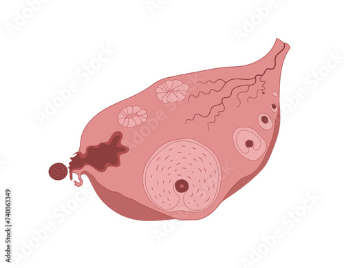 Ovulation steps infographic diagram, ovarian cycle, anatomy of female egg cell development.
