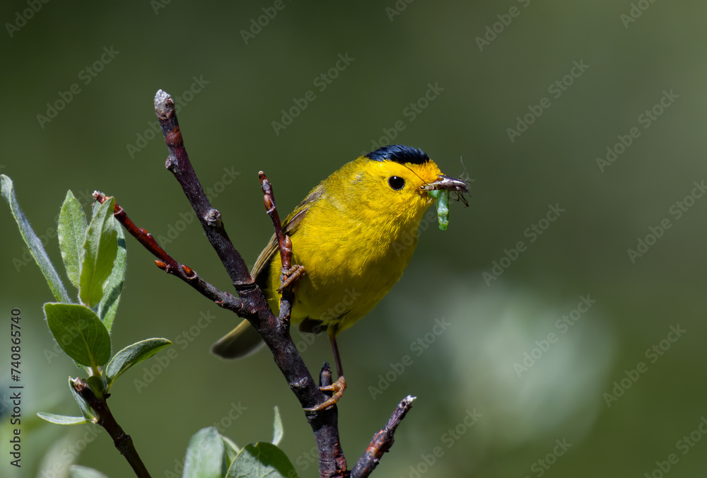 A Wilson's Warbler Fledgling catches a Meal