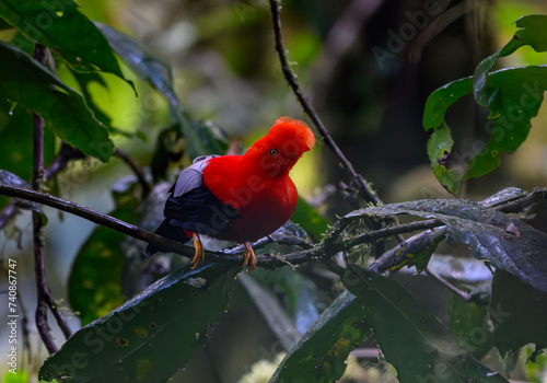 Andean Cock-of-the-Rock Perched on a Branch in Ecuador's Cloud Forest