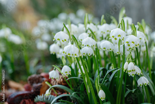 Group of spring snowflakes (Leucojum vernum). Space for your text. photo