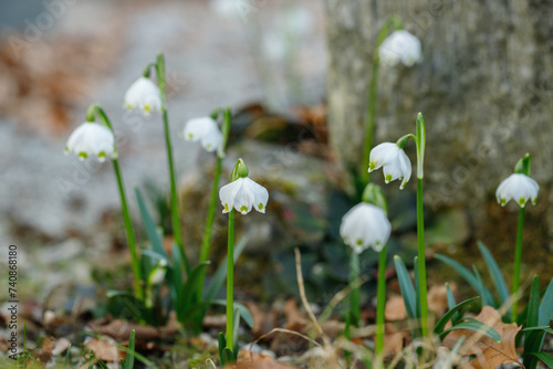 Group of spring snowflakes (Leucojum vernum). Space for your text. © Amalia Gruber