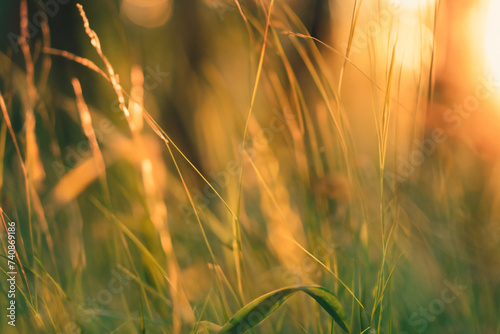 Wild grass in the forest at sunset. Macro image, shallow depth of field. Abstract summer nature background