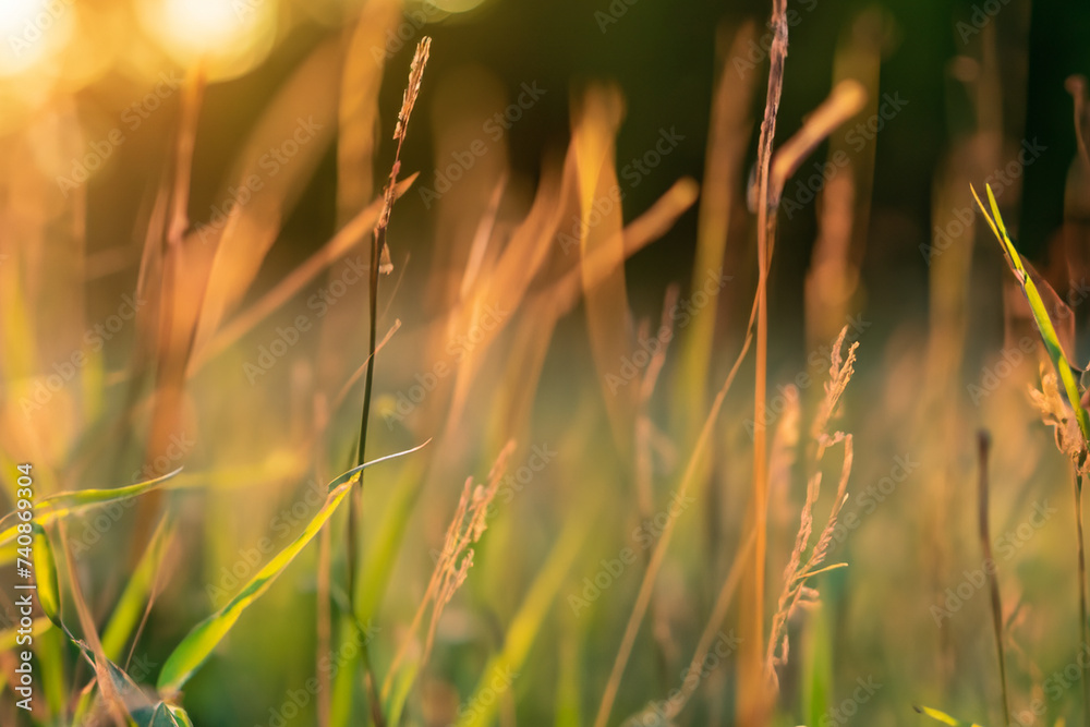 Wild grass in the forest at sunset. Macro image, shallow depth of field. Abstract summer nature background