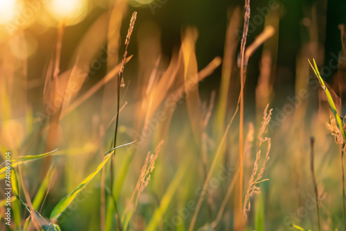 Wild grass in the forest at sunset. Macro image, shallow depth of field. Abstract summer nature background