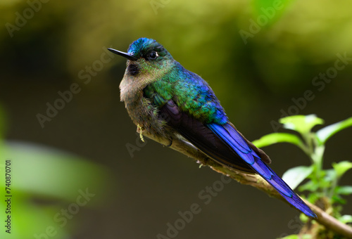 A Beautiful Violet-tailed Sylph in the Cloud Forest of Ecuador