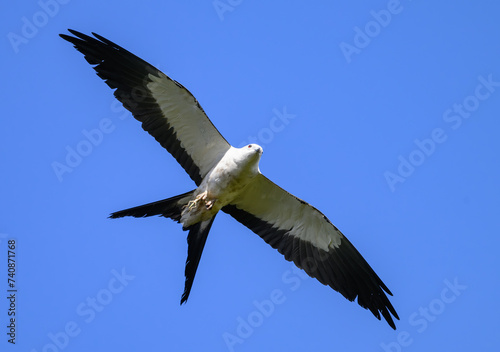 A Swallow-tailed Kite Flying Overhead