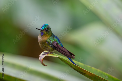 Картината върху платно A Beautiful Violet-tailed Sylph in the Cloud Forest of Ecuador