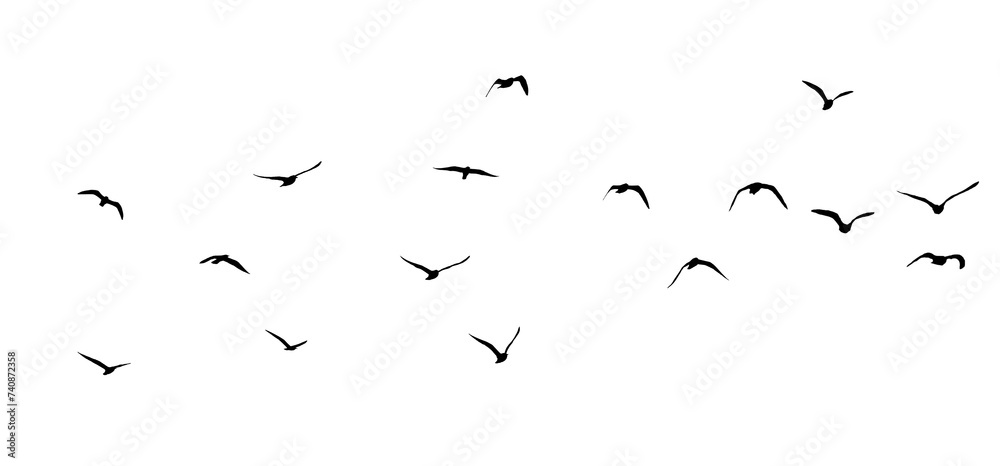 	
png flock of birds silhouette isolated on transparent clear background	
 - obrazy, fototapety, plakaty 