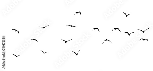   png flock of birds silhouette isolated on transparent clear background   © Birol Dincer 
