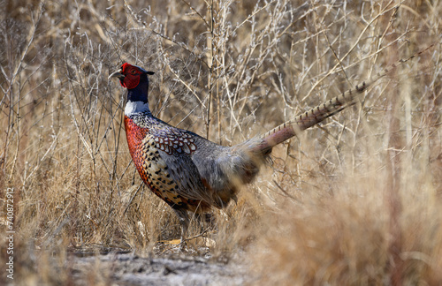 Ring-necked Pheasant in the Thick Brush