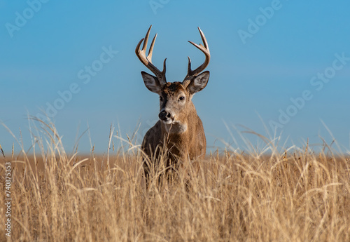 a White-tailed Deer Buck Roaming the Plains 