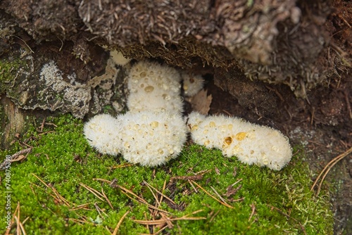 Powderpuff bracket (Postia ptychogaster) on the ground in autumn forest. photo