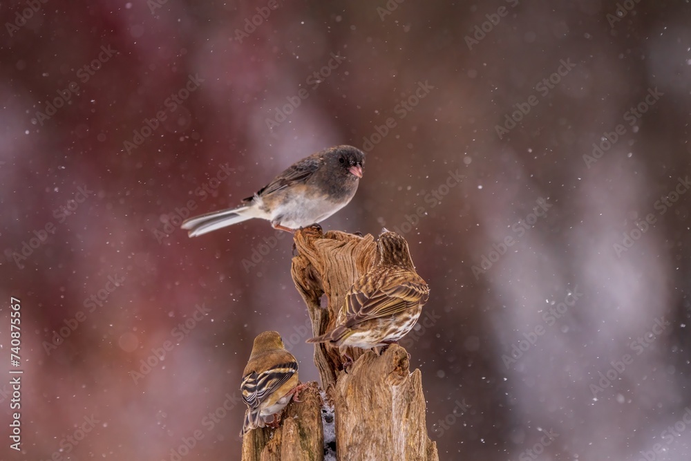 birds on a branch