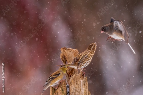 Purple Finch fighting off a Junco