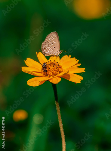 Luthrodes pandava
 butterfly on yellow flower there have a bee, the bee and butterfly collecting honey on a same flower. photo