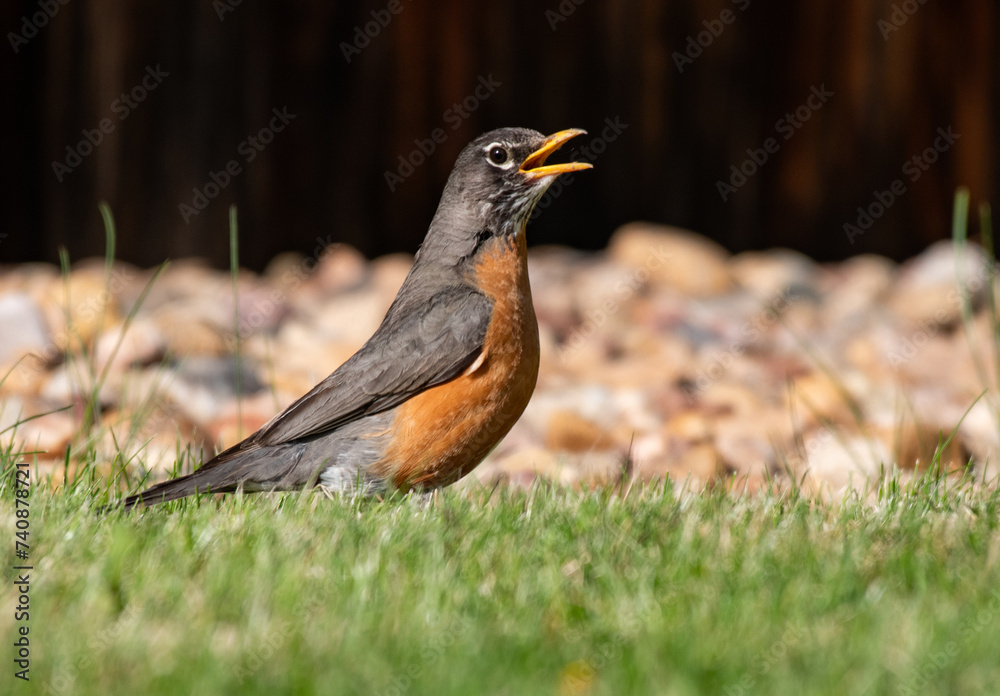 American Robin in a Suburban Yard American Robin in a Suburban Yard