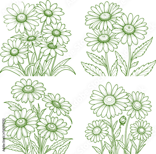 Chamomile flower hand-drawn coloring page and outline vector