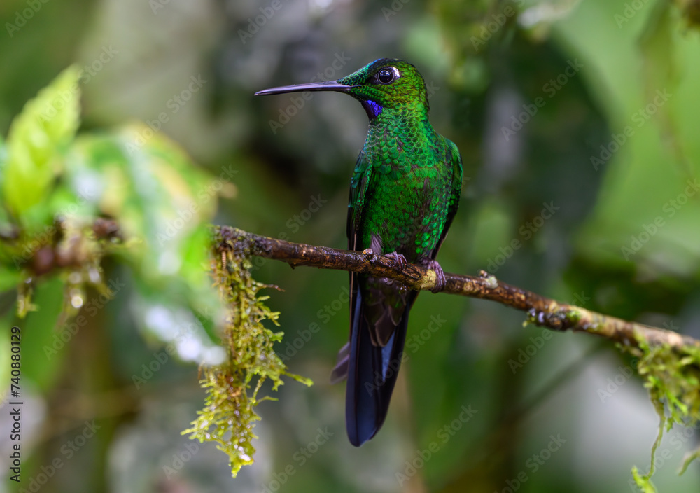 A Beautiful Green-crowned Brilliant Perched on a Branch in Ecuador's Tropical Forest A Beautiful Green-crowned Brilliant Perched on a Branch in Ecuador's Tropical Forest