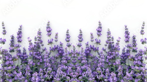 lavender flowers white background