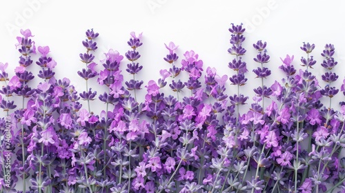 lavender flowers white background