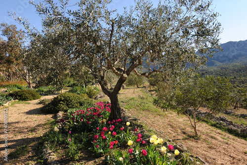 Olive tree underplanted with tulips, Sapin photo