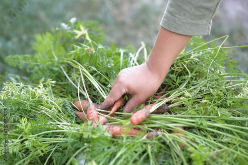 Carrots with leaves in a child's hand. Harvest , gardening