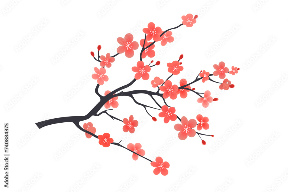 Blooming sakura branch on a white background.
