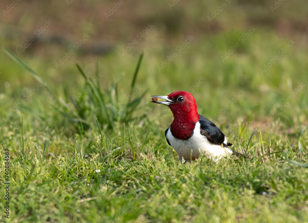 Red-headed Woodpecker with a Snack in its Beak