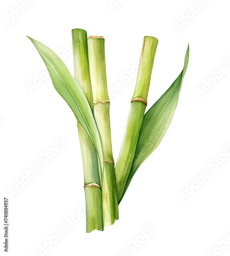Sugar cane with leaves, watercolor clipart illustration with isolated background.