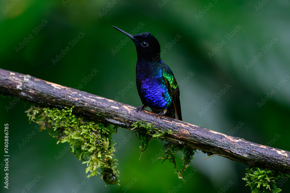 Obraz premium A Beautiful Velvet-purple coronet Perched in a Branch in Ecuador's Cloud Forest