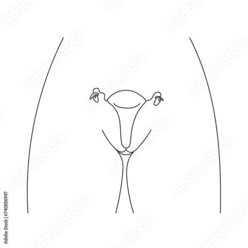Linear simple drawing of female human reproductive system.