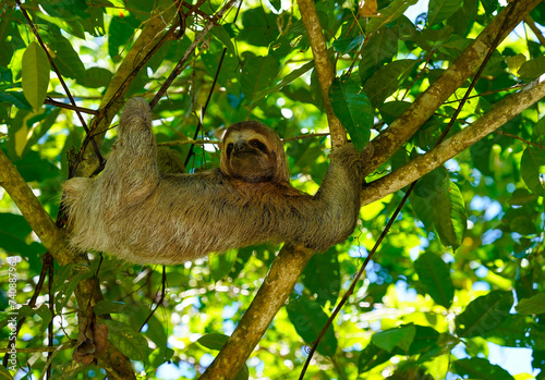 Young three toed sloth climbing in the tree, Manuel Antonio National Park, Costa Rica 