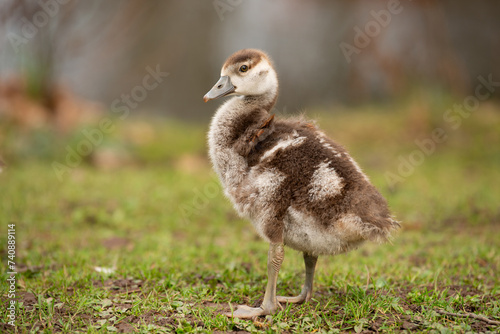 Egyptian goose chick  alopochen aegyptiaca in the spring  animal and water bird 