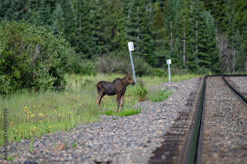 A Young Moose at Railroad Tracks